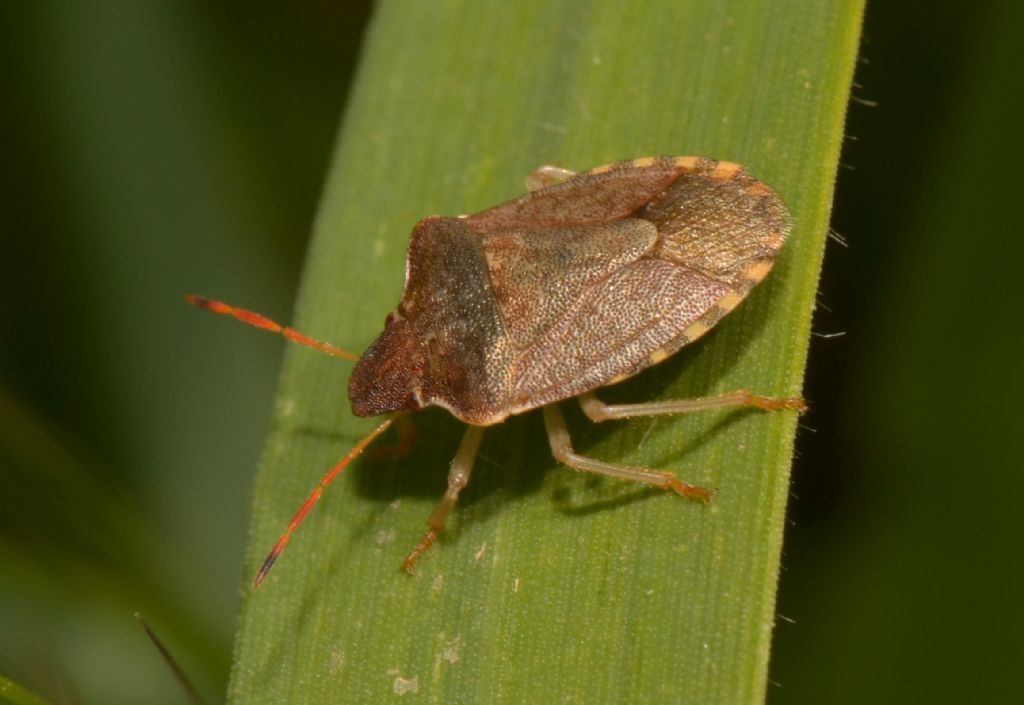 Pentatomidae: Peribalus  ?  S,  Peribalus strictus strictus